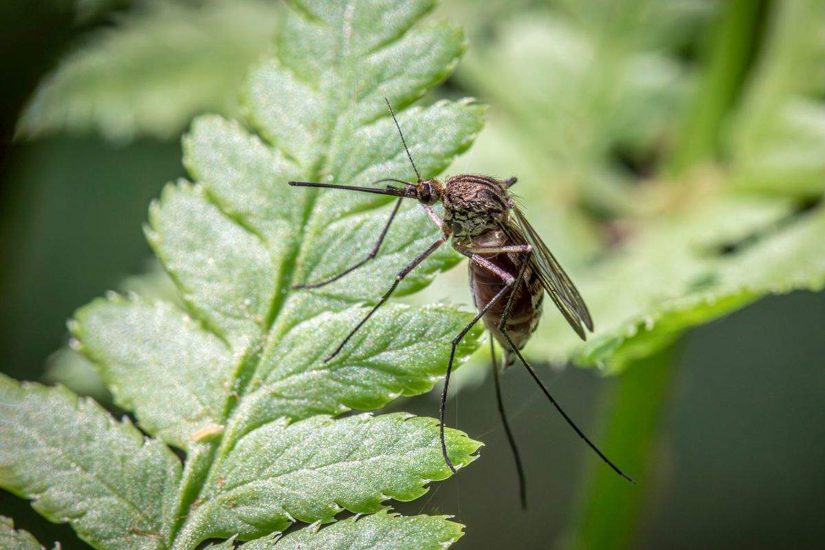 Rośliny odstraszające komary i owady – Naturalna alternatywa dla chemii